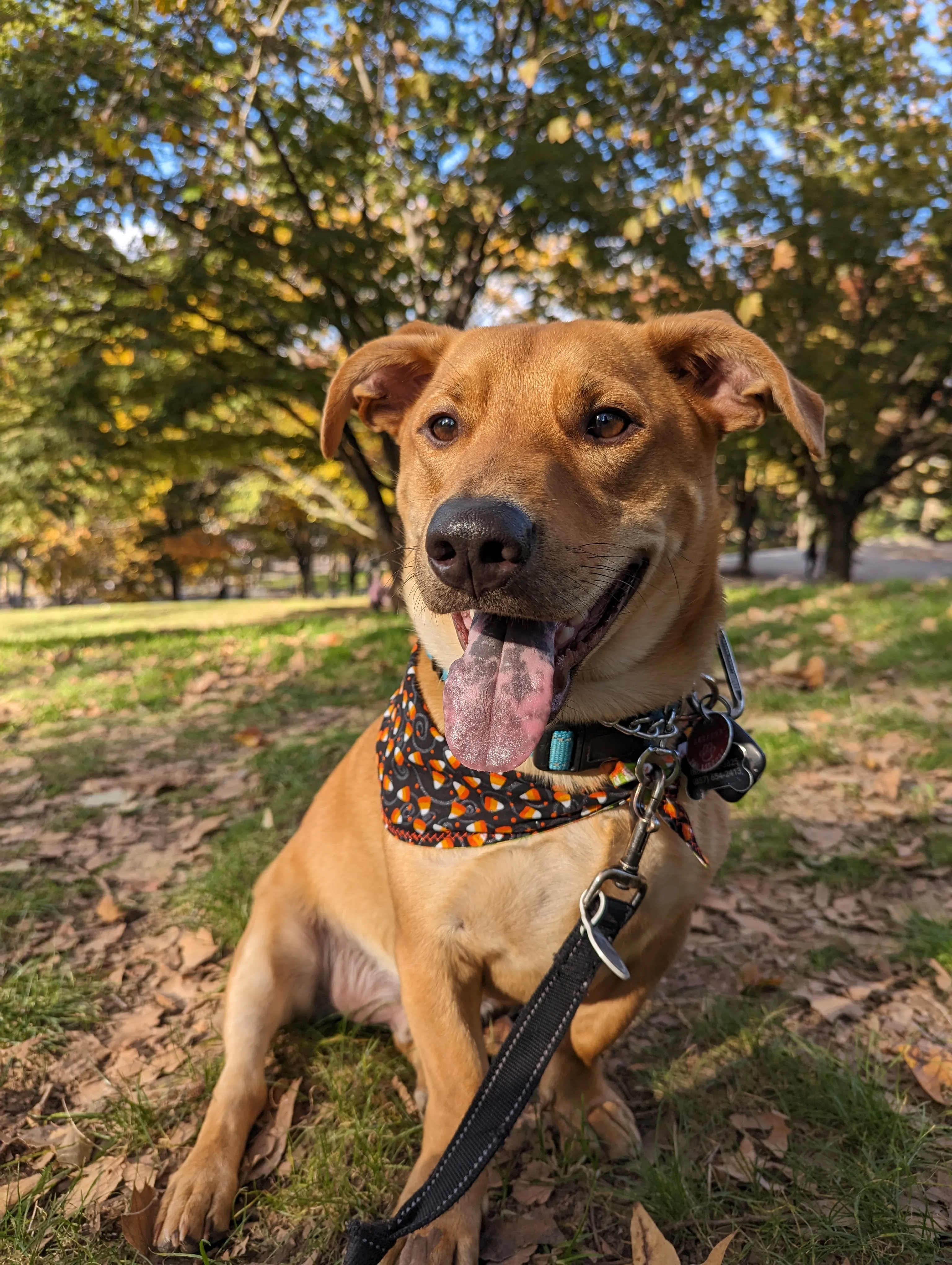 Image for You love Arthur the dog